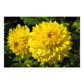 Foto En el Dahlia Garden 3