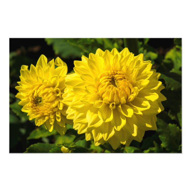 Foto En el Dahlia Garden 3 (Frente)