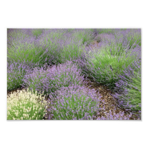 Foto Encantadora Lavanda
