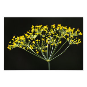 Foto Eneldo (Anethum graveolens)