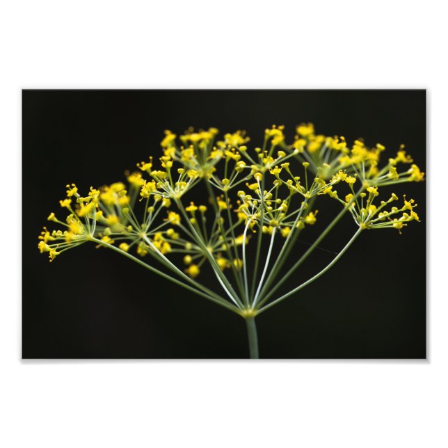 Foto Eneldo (Anethum graveolens) (Frente)