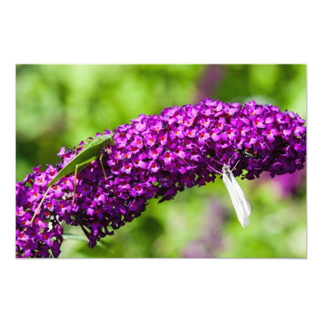 Foto energía katydid (Frente)