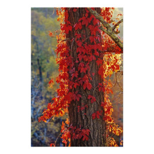 Foto Enredadera de Virginia rojo brillante en otoño en