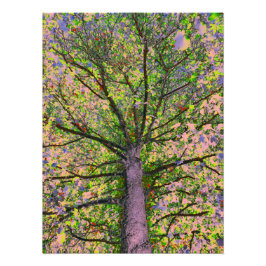 Foto Ensalada César 15