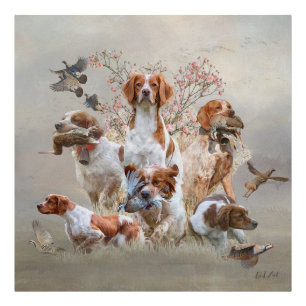 Foto Epagneul Breton, Bretaña Spaniel