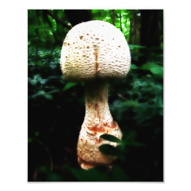 Foto Epic Mushroom (Frente)