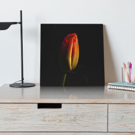 Foto Erblühende Schönheit Ein lebendiges Tulpen