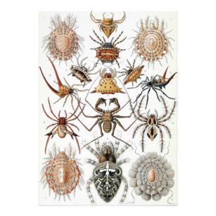 Foto Ernst Haeckel Arachnida Spiders Poster