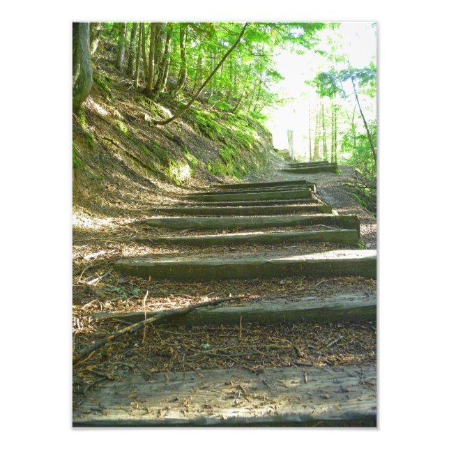 Foto Escaleras Hasta El Bosque (Frente)