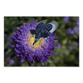 Foto Escaramuza elefante azul rara