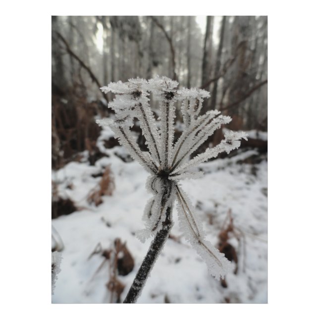 Foto Escarcha de invierno en las plantas del bosque (Frente)