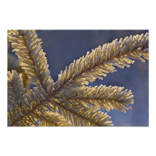 Foto Escarcha en árbol verde, Homero, Alaska