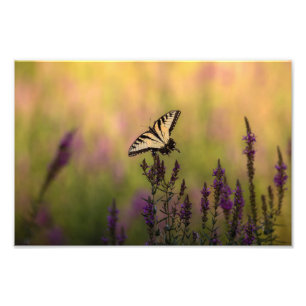 Foto Escena de verano, mariposa y loosestrife