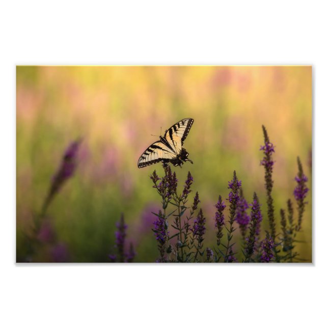 Foto Escena de verano, mariposa y loosestrife (Frente)