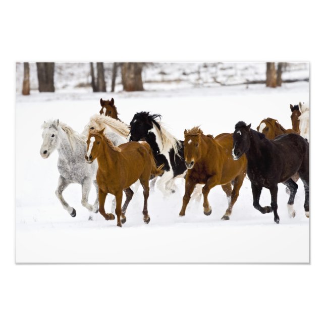 Foto Escenario invernal de caballos en carrera (Frente)