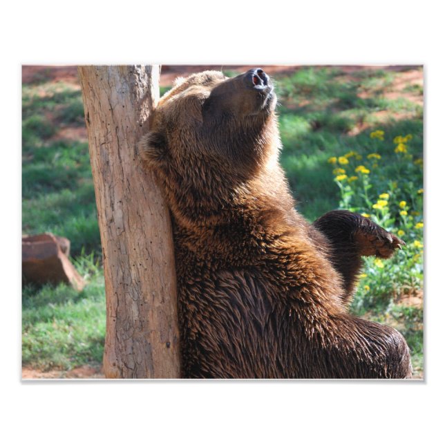 Foto Escrachado de oso (Frente)