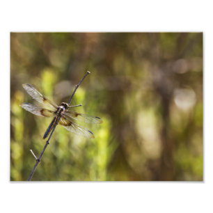 Foto Escurridor femenino de viuda sobre un palo