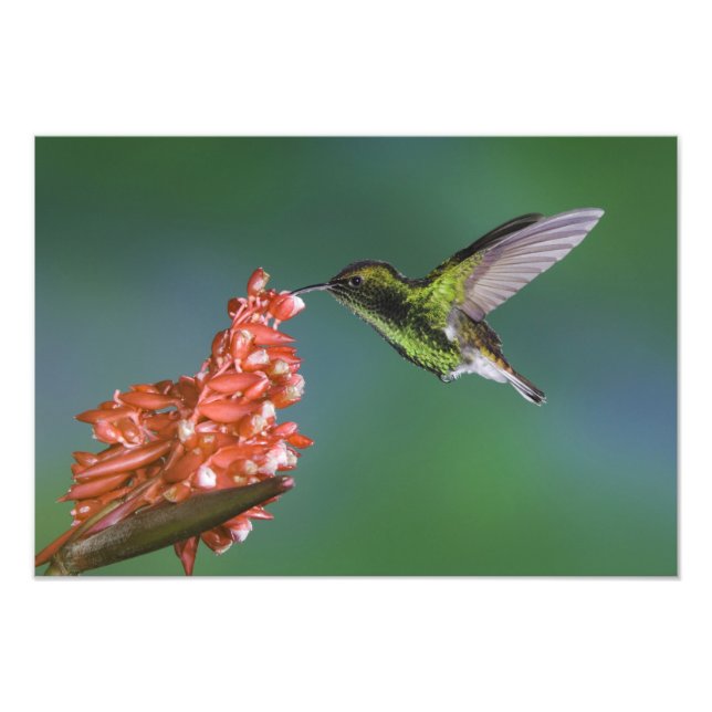 Foto Esmeralda con cabeza de cobre, Elvira cupreiceps, (Frente)