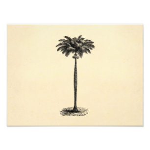 Foto Espacio en blanco tropical de la plantilla de la