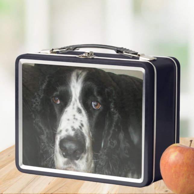 Foto española de Black and White English Springer (In Situ Apple)