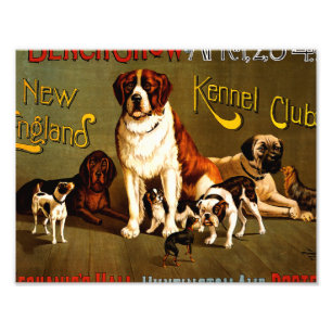 Foto Espectáculo de banco. Club de Kennel de Nueva Ing