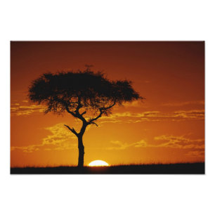 Foto Espina de paraguas Acacia, Acacia tortilis,