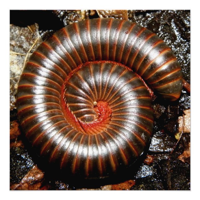 Foto Espiral Millipede (Frente)