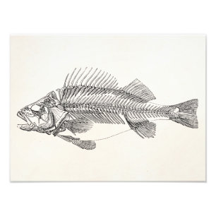 Foto Esqueleto de los pescados de la perca del vintage