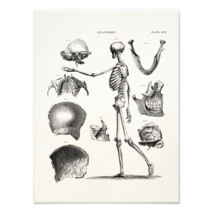 Foto Esqueletos antiguos esqueléticos de la anatomía 
