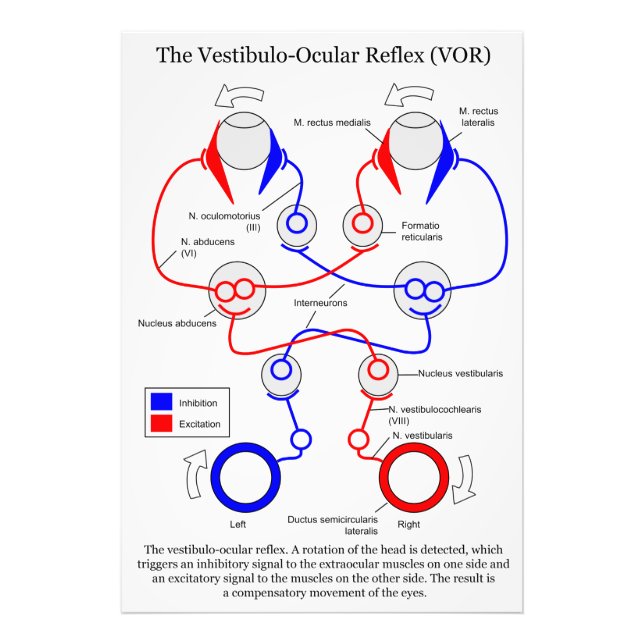 Foto Estabilizar el movimiento de ojos de Vestibulo Ocu (Frente)