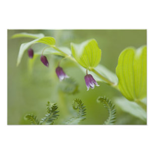Foto Estados Unidos, Alaska, Parque Nacional Glacier Ba