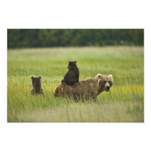 Foto Estados Unidos, Alaska, Parque Nacional Lake Clark