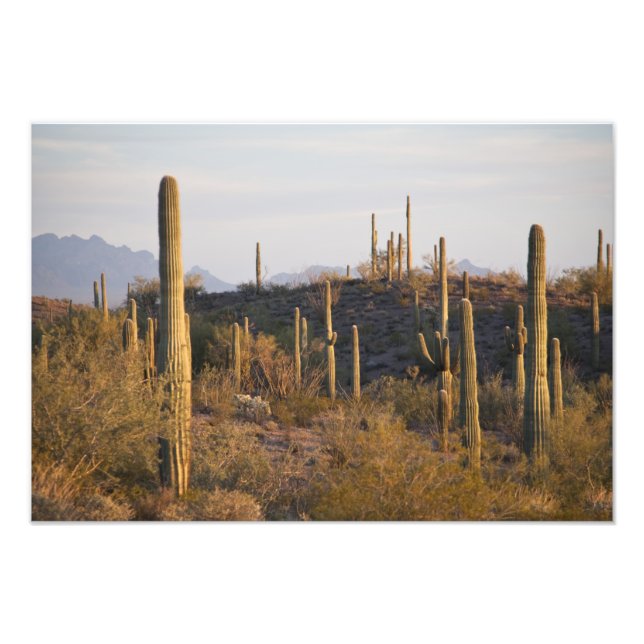 Foto Estados Unidos, Arizona, desierto de Sonoran, jo,  (Frente)