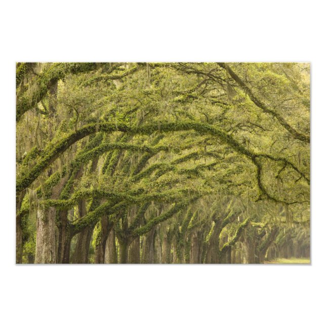 Foto Estados Unidos; Georgia; Savannah. Árboles de enci (Frente)