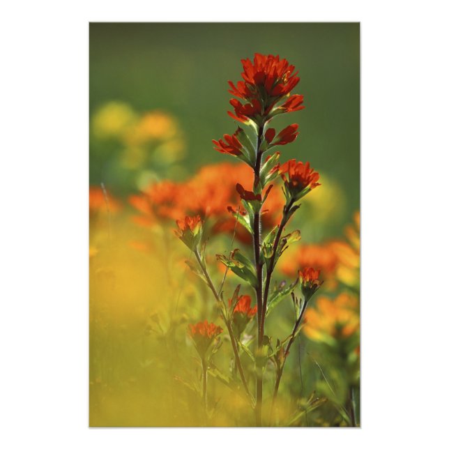 Foto Estados Unidos, Michigan, Isla Drummond, Llanuras  (Frente)