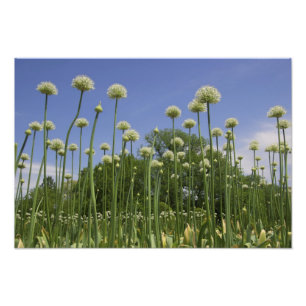 Foto Estados Unidos, Nueva Inglaterra, Massachusetts, B