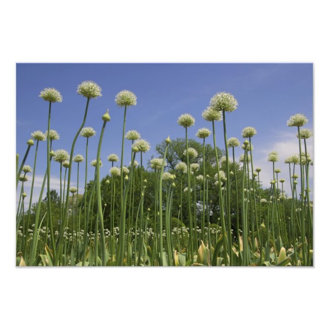 Foto Estados Unidos, Nueva Inglaterra, Massachusetts, B (Frente)