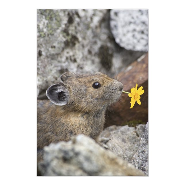 Foto Estados Unidos, Washington, North Cascades Nationa (Frente)