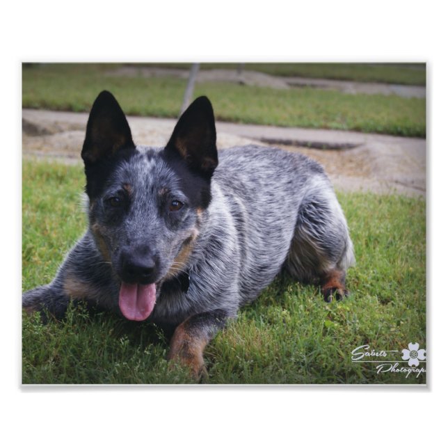 Foto Estampa de Blue Heeler 1 (Frente)