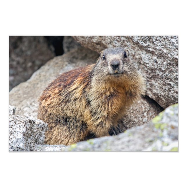 Foto Estampa de Marmota Alpina (Frente)