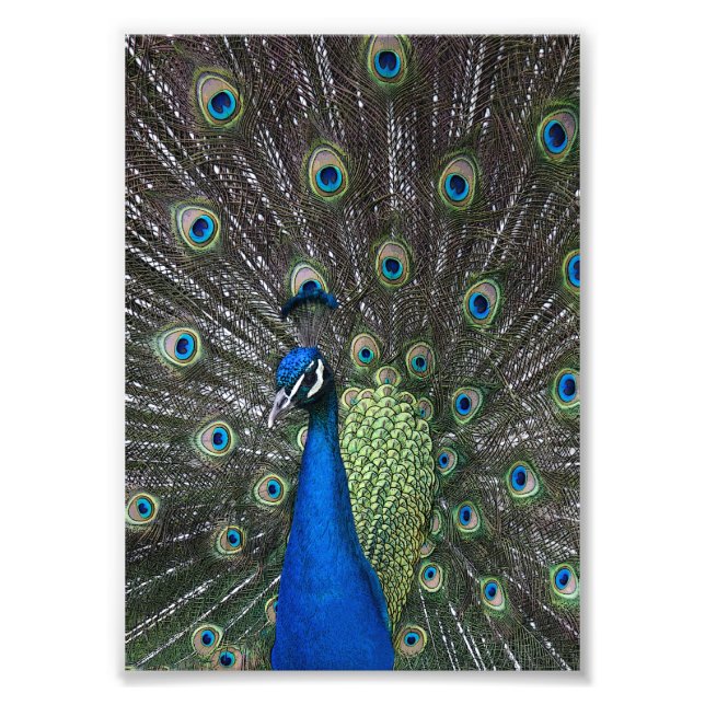 Foto Estampa de Pavo Real Pintado (Frente)