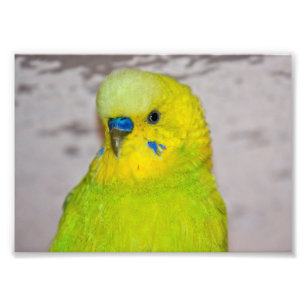 Foto Estampa de periquito amarillo