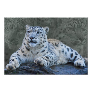 Foto Estampa de sueños de leopardo de las nieves