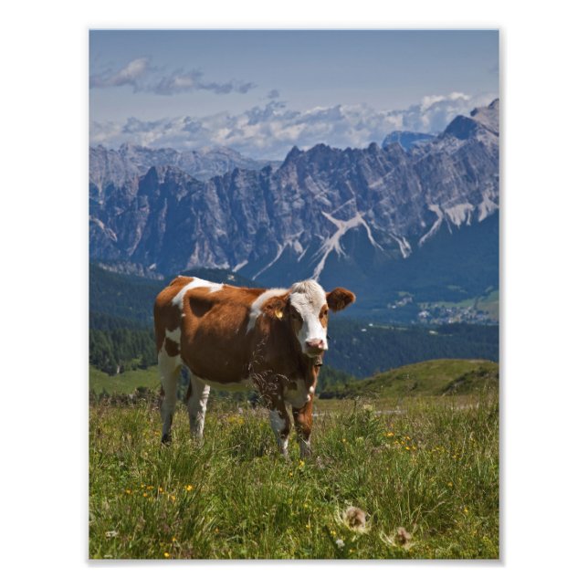 Foto Estampa de vaca alpina (Frente)