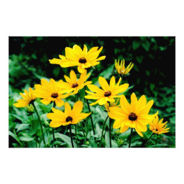 Foto Estampa fotográfica de 'Black Eyed Susans'