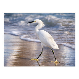 Foto Estampa fotográfica de garceta en la orilla