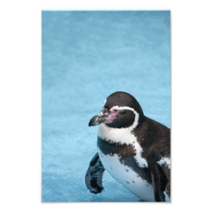 Foto Estampa fotográfica de pingüino de Magallanes