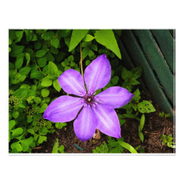 Foto Estampado de flor morada
