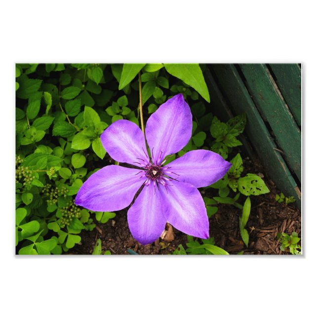 Foto Estampado de flor morada (Frente)