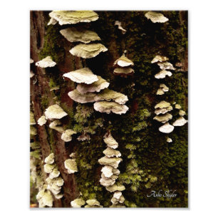 Foto Estantes verdes